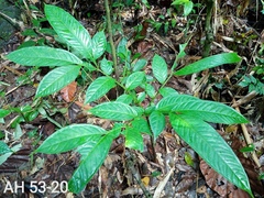 Amorphophallus hewittii