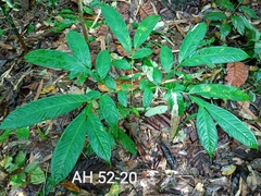 Amorphophallus hewittii