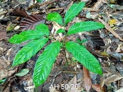 Amorphophallus hewittii