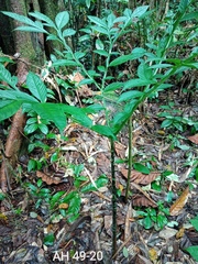 Amorphophallus hewittii