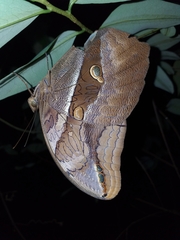 Eryphanis lycomedon
