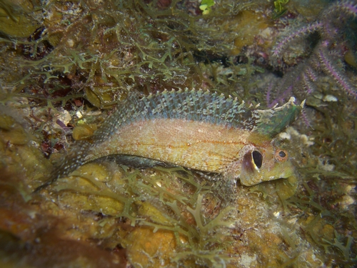 Quillfin Blenny (Gobioclinus filamentosus) — Labrisomidae — 2