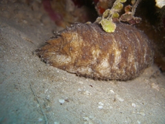Holothuria mexicana