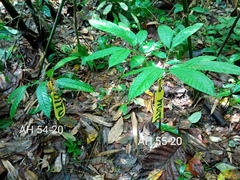 Amorphophallus hewittii