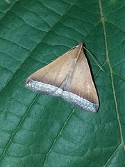 Rejectaria pharusalis