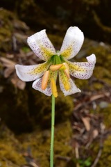 Lilium kelloggii