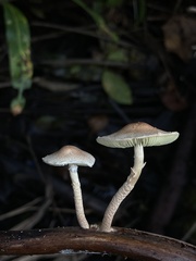 Lepiota elaiophylla