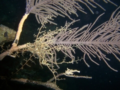 Astrophyton muricatum