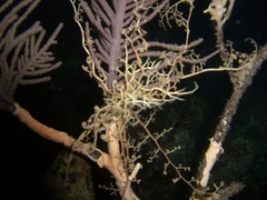 Astrophyton muricatum