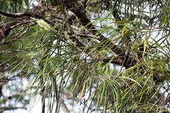 Grevillea parallela