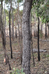 Grevillea parallela