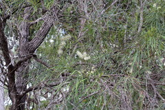 Grevillea parallela