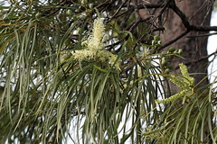 Grevillea parallela