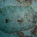 Mottled Flounder - Photo (c) Scott H. Sexton, some rights reserved (CC BY-NC), uploaded by Scott H. Sexton