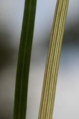 Grevillea parallela