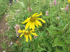 Wyethia amplexicaulis