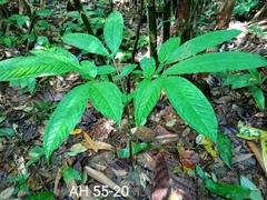Amorphophallus hewittii