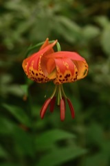 Lilium pardalinum pitkinense