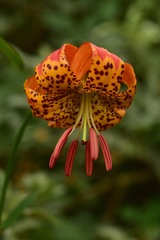 Lilium pardalinum pitkinense