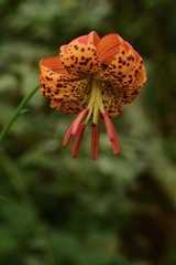Lilium pardalinum pitkinense