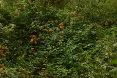 Lilium pardalinum pitkinense