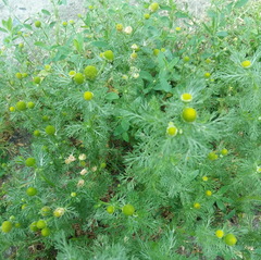 Matricaria discoidea