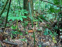 Amorphophallus hewittii