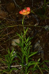 Lilium pardalinum vollmeri
