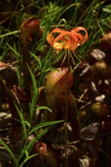 Lilium pardalinum vollmeri