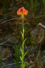 Lilium pardalinum vollmeri