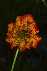 Lilium pardalinum vollmeri