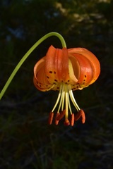 Lilium pardalinum vollmeri