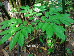 Amorphophallus hewittii