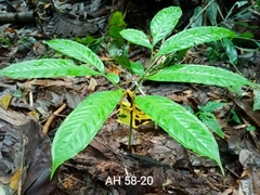 Amorphophallus hewittii