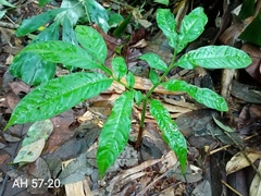 Amorphophallus hewittii
