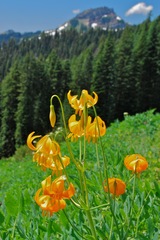 Lilium pardalinum wigginsii