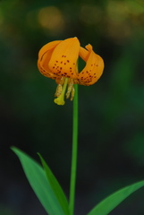 Lilium pardalinum wigginsii
