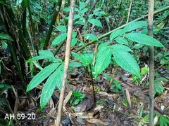 Amorphophallus hewittii