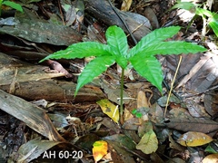Amorphophallus hewittii