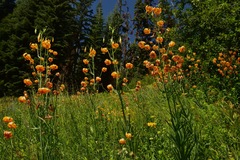Lilium pardalinum wigginsii