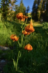 Lilium pardalinum wigginsii