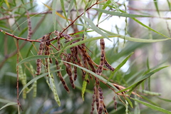Acacia simsii