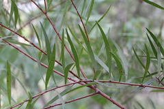 Acacia simsii