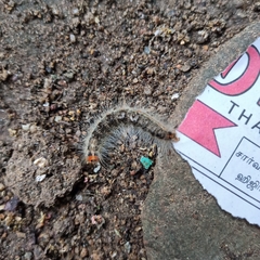 Lepidoptera