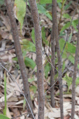 Acacia simsii