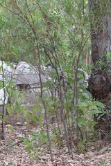 Acacia simsii
