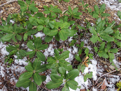 Notholithocarpus densiflorus echinoides