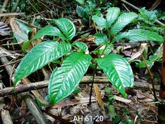 Amorphophallus hewittii