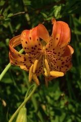 Lilium pardalinum wigginsii