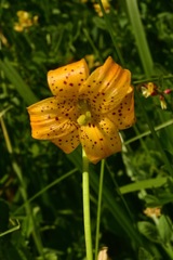 Lilium pardalinum wigginsii